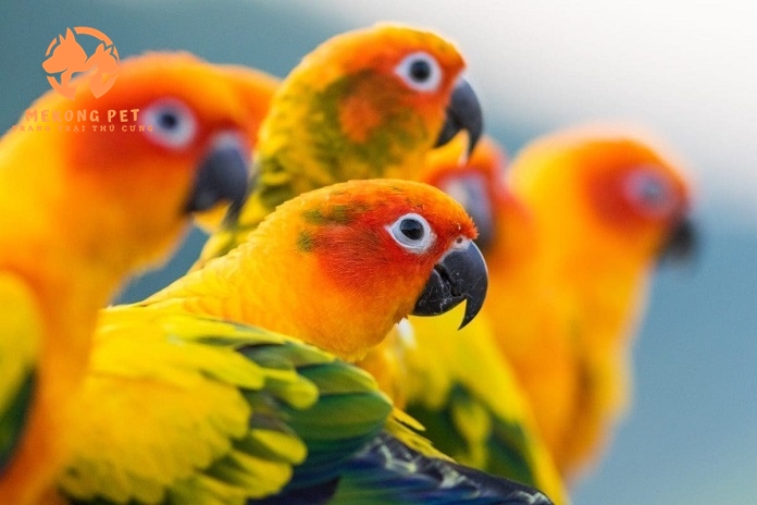 Mua Bán Vẹt Sun Conure Uy Tín Tại TP.HCM